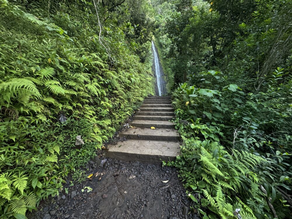 Manoa Falls Hike