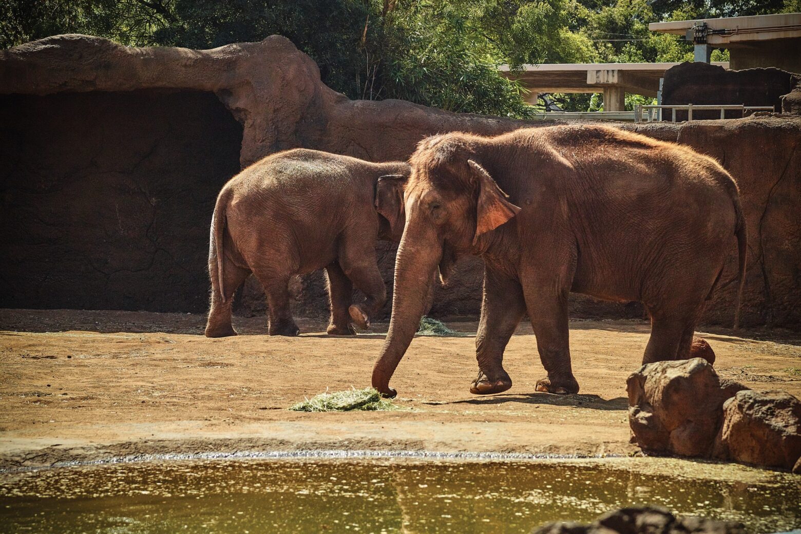 Visit the Honolulu Zoo